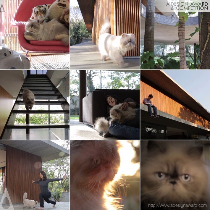 Cat (Film to Show Architecture Design)