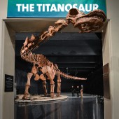 The Titanosaur